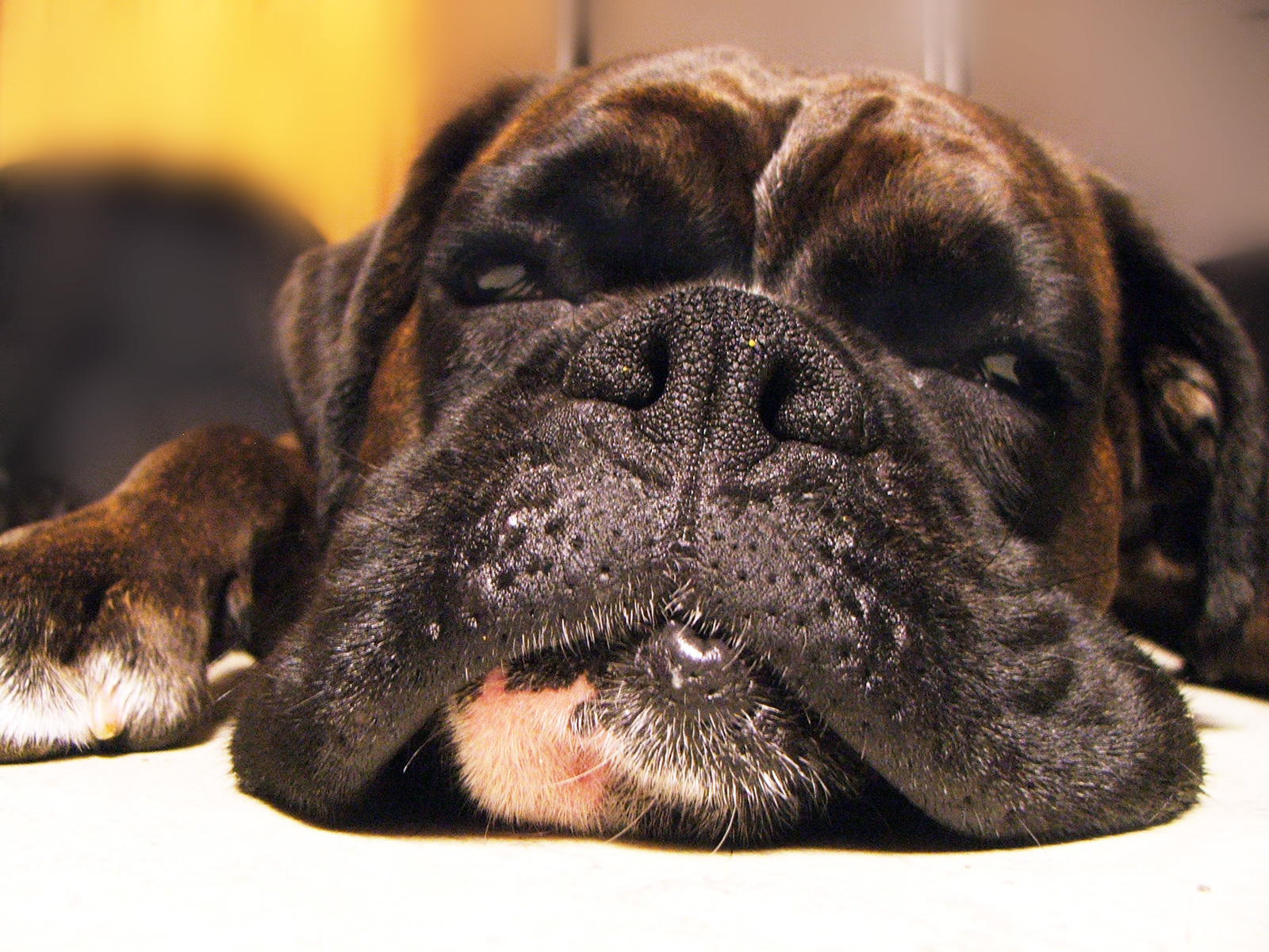 Apache Flex, Retina Display, and the GPU Mode Dilemma