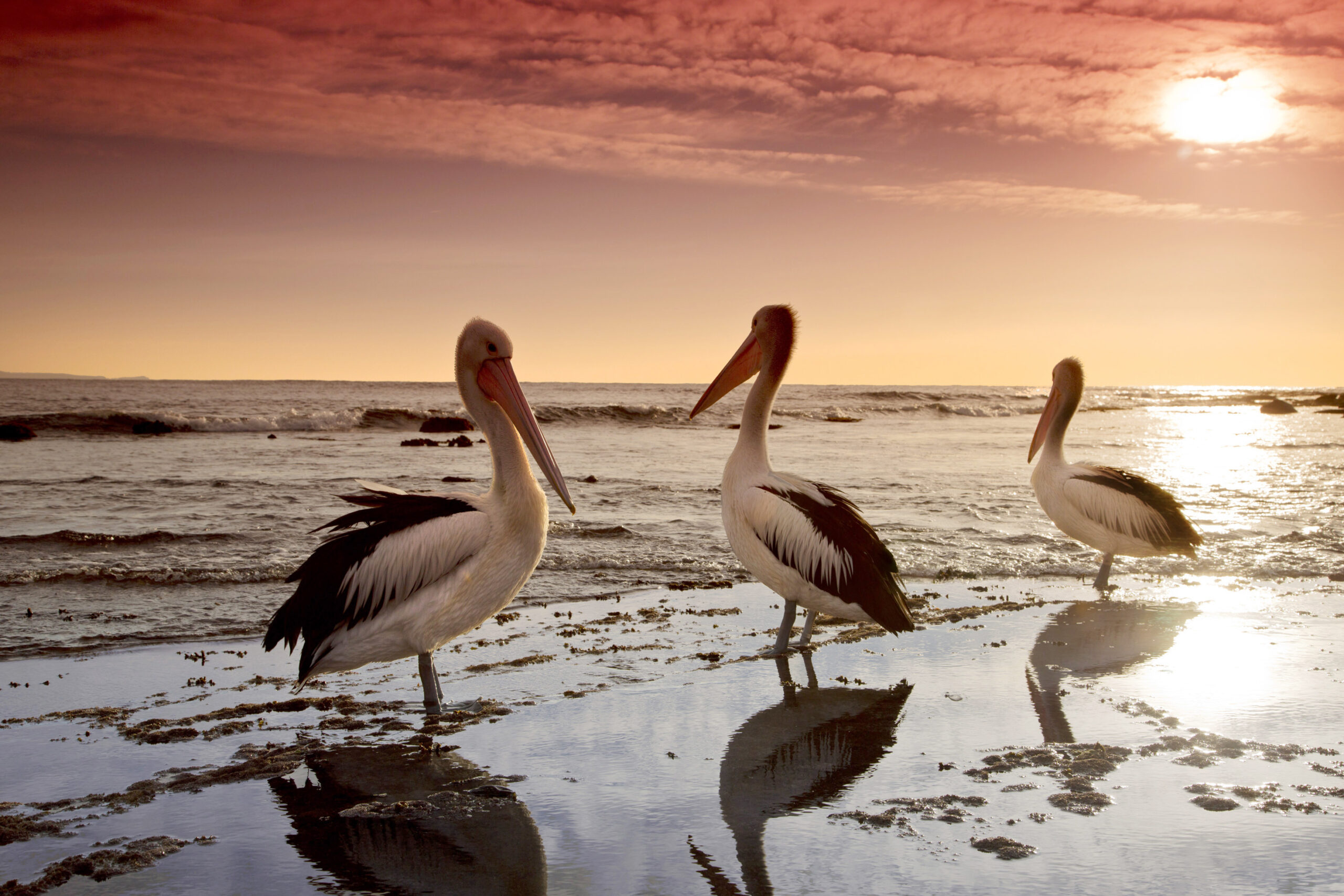 Overdigital.com Optimized for Retina Displays Now