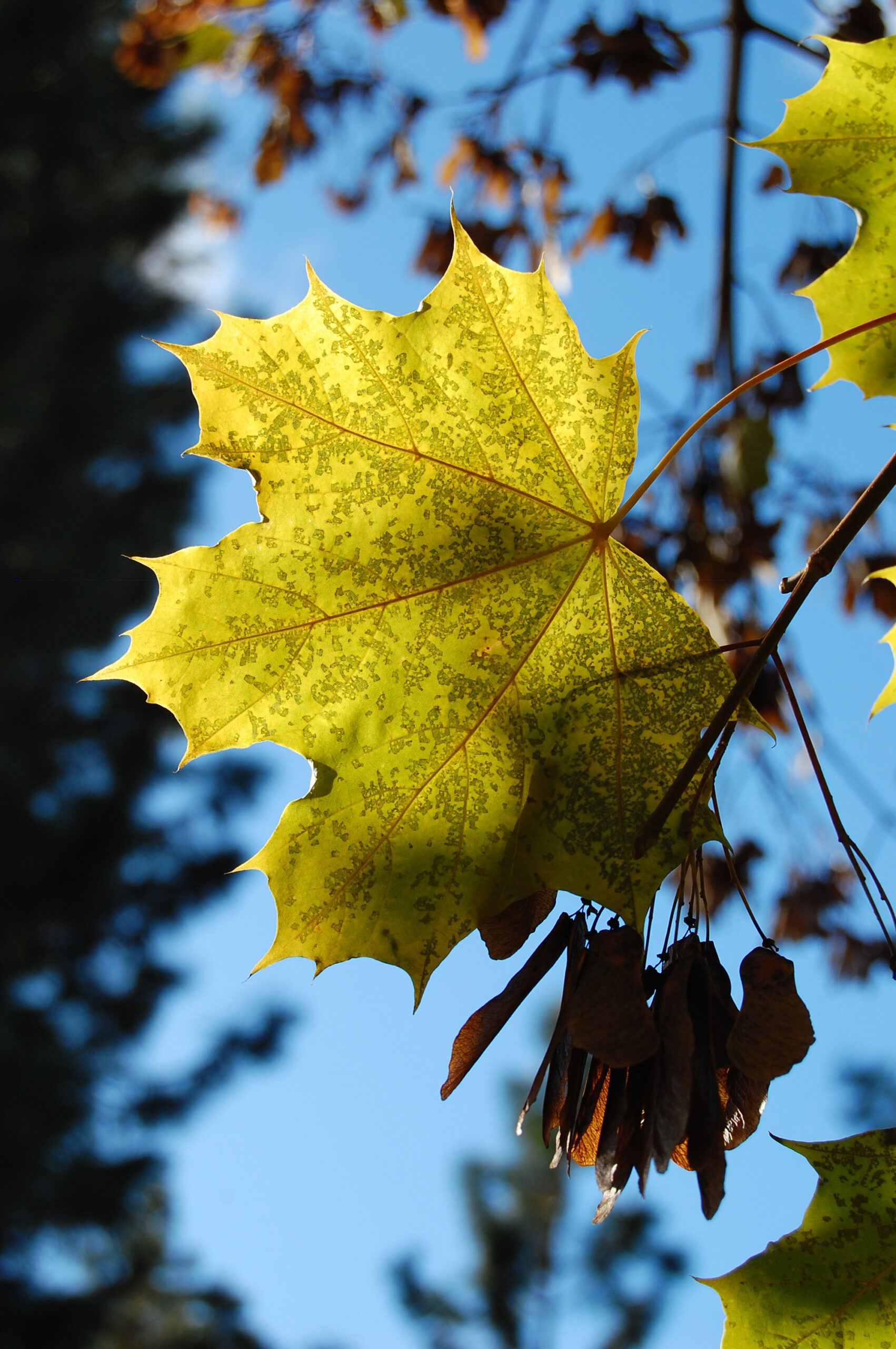 Getting Ready for the Fall with a New Design