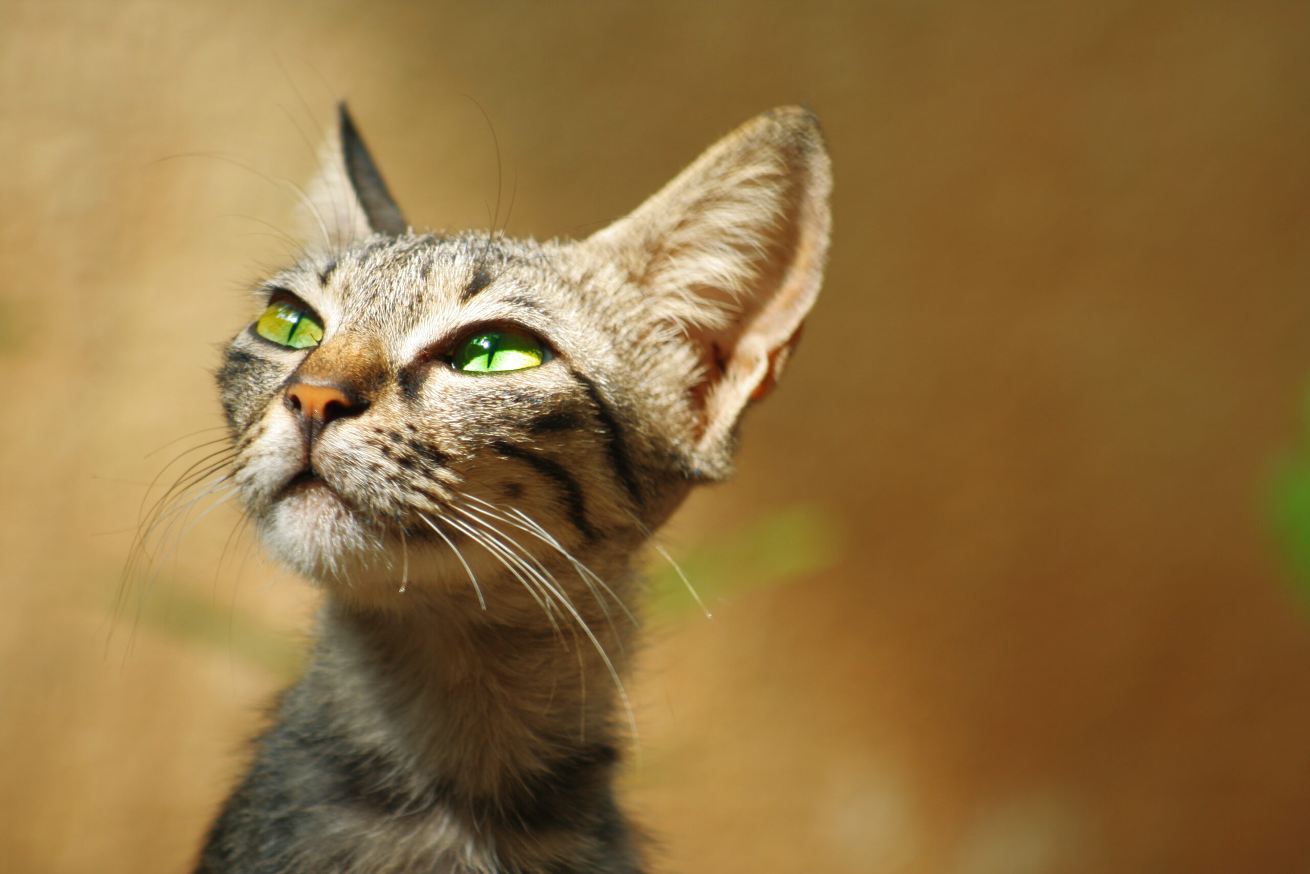 Netflix's ISP Speed Index Shows Google Fiber and Cablevision on Top