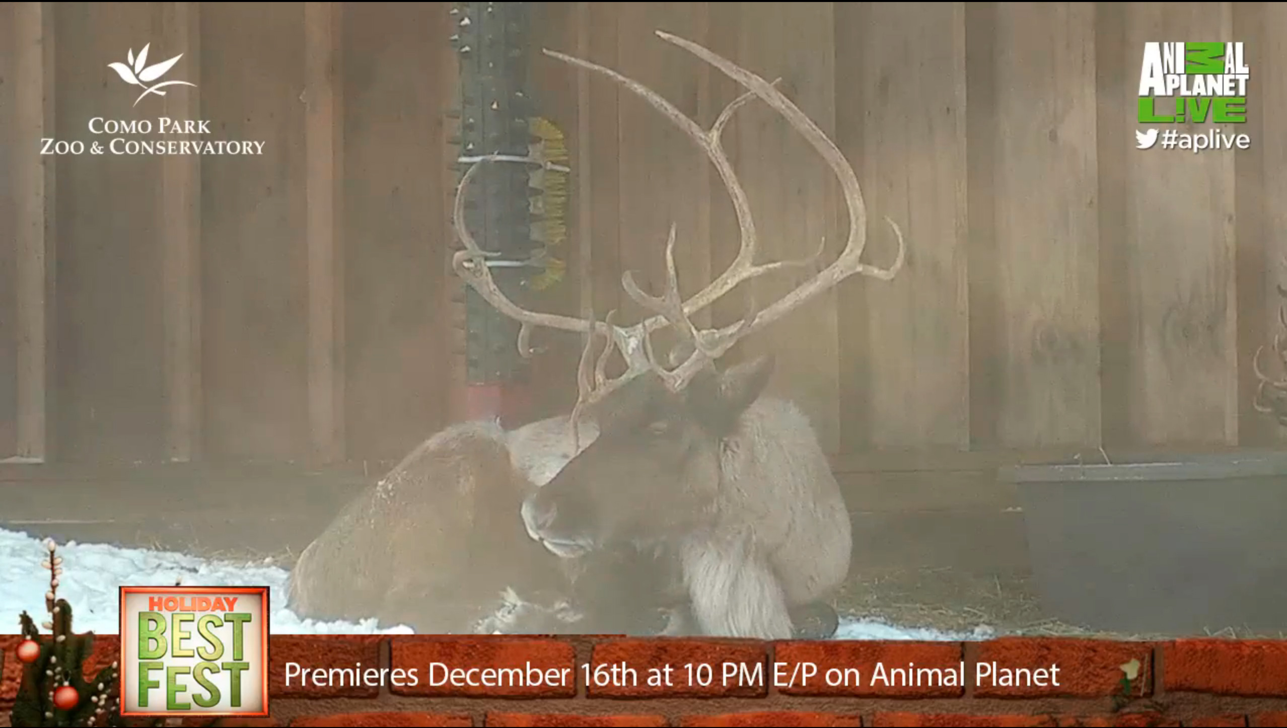 Reindeer Cam - Yup, It's That Time of Year Again