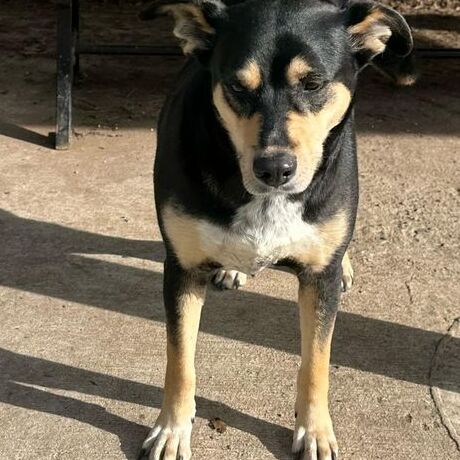 Canon reference photo of Esme, a black-and-tan dog with tan eyebrows and a white chest blaze.